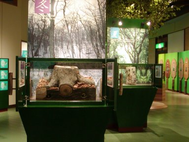 展示イメージ:福井県・人と森とのふれあい会館