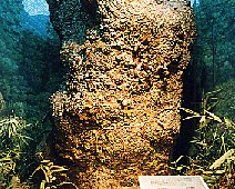 展示イメージ:市川町リフレッシュパーク・かぶとくわがたわくわく館