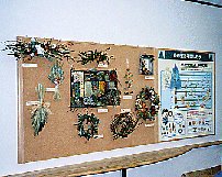 展示イメージ:高萩市森林公園・たかはぎグリーンミュージアム