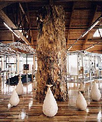 展示イメージ：鹿児島県照葉樹の森・稲尾岳ビジターセンター
