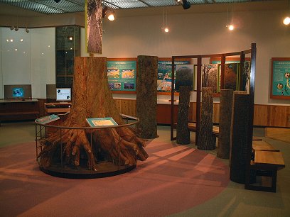 展示イメージ:大分県 県民の森 森林学習展示館