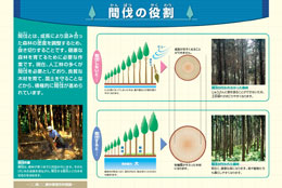 フォレストリーサイン　 ５．間伐の役割			