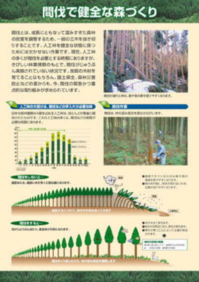 見つめてみよう日本の森林シリーズ　6.間伐で健全な森づくり