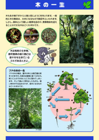 森林・林業教育シリーズ　９．木の一生