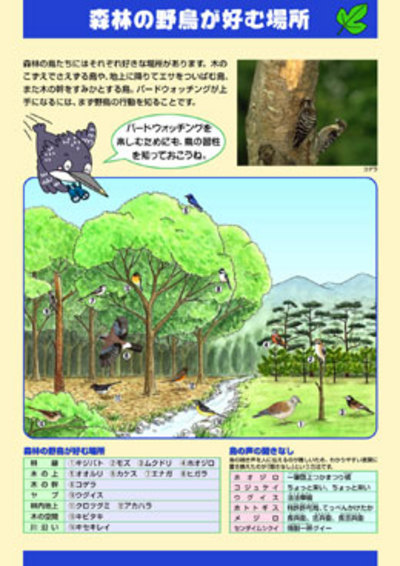 森林・林業教育シリーズ　12．森林の野鳥が好む場所