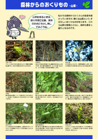 森林・林業教育シリーズ　17．森林からのおくりもの―山菜―