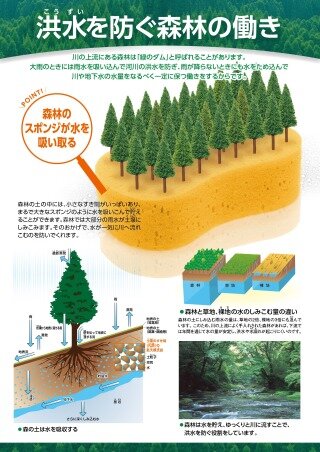 【 自然災害を防ぐ森林の働きシリーズ ４ 】洪水を防ぐ森林の働き