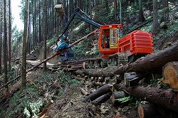 本作業路の上で造材される。間伐後に残るこの道が次回間伐の基盤となる