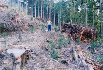 皆伐後の機械での枝条整理が地拵えを兼ねる。大きな棚積みになるが、経費が押さえられるとお客さんには好評とか