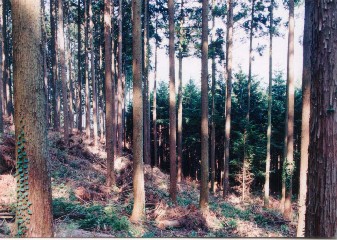 天竜フォレスターでは森林管理を受託して、間伐収入の一部で隣接する若齢林（写真奥）の保育間伐を行っている