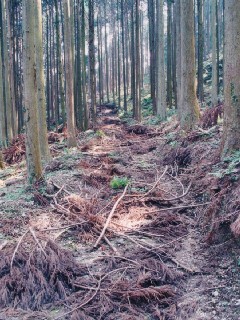昨年の間伐現場。使用しない作業路は路面保護のために枝条で覆われている