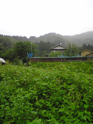 midori-morimori.JPG