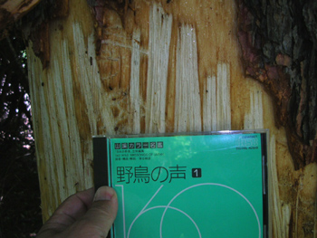 060824sika2.jpg