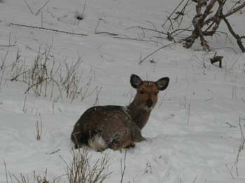 080129deer.jpg