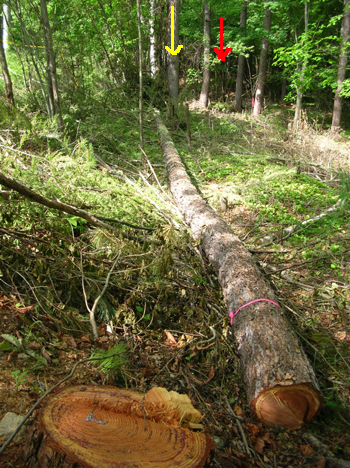 080704stump1.jpg