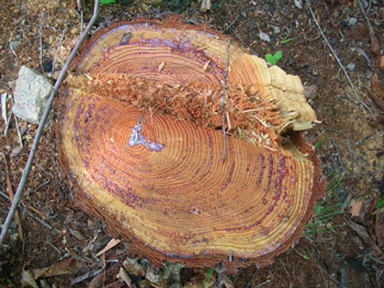 080704stump2.jpg