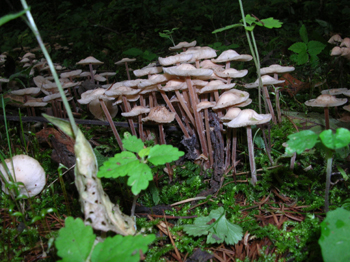 080906fairy-ring2.jpg