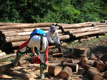 080914firewood1.jpg