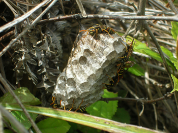 090813polistes.jpg