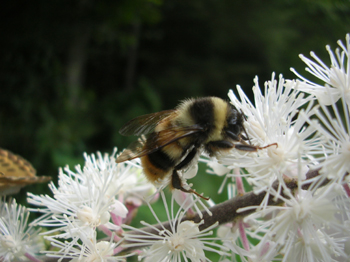 090905bombus.jpg