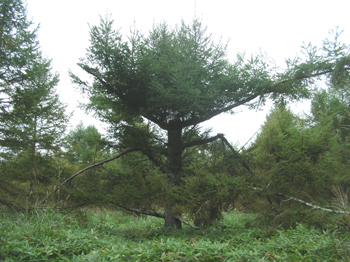 090909larix.jpg