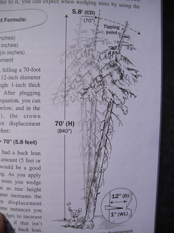 091211fellatree3.jpg