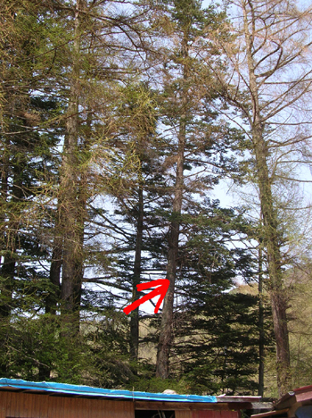 100402abies.jpg